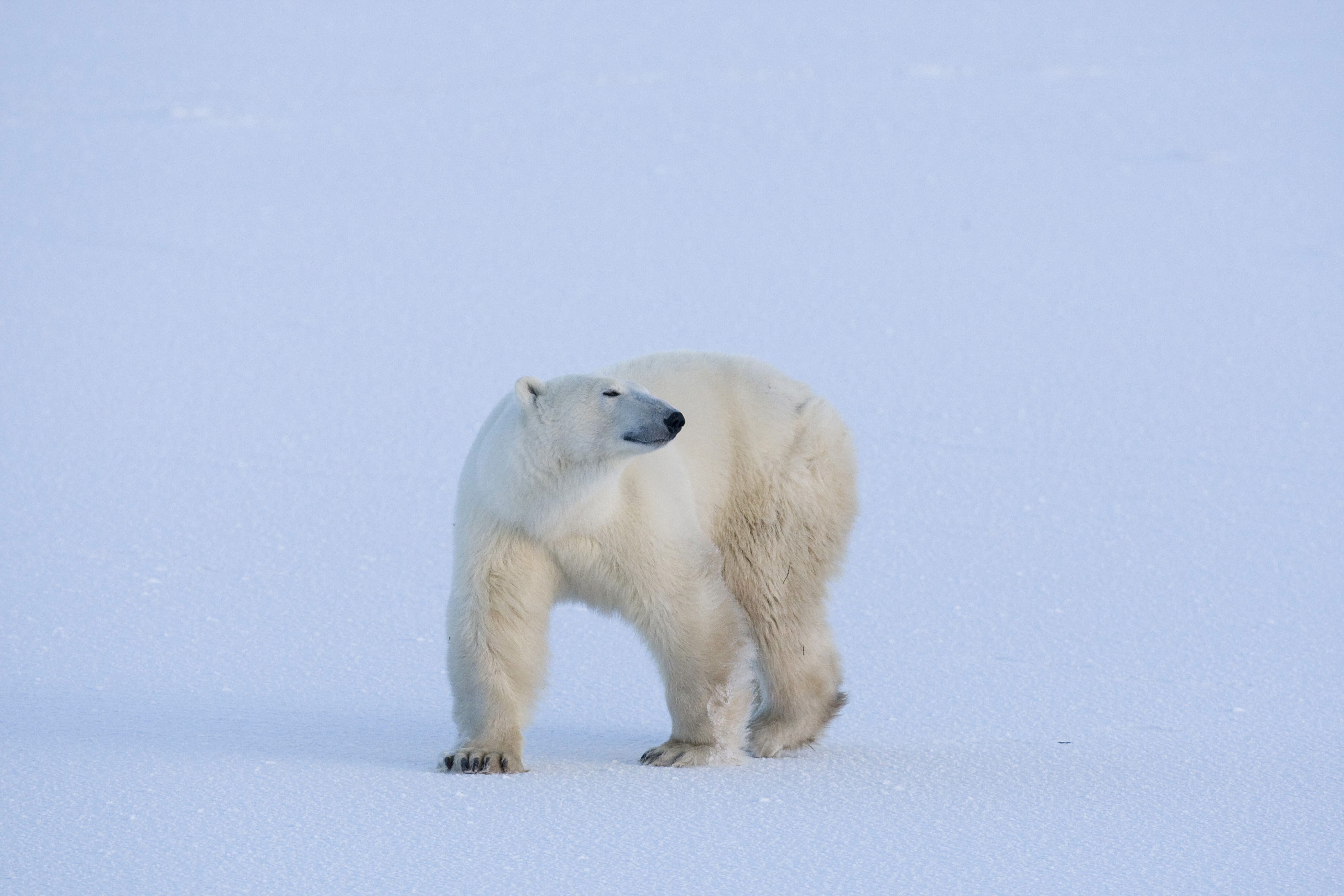 Are There Polar Bears In Newfoundland And Labrador Are there polar bears in newfoundland and labrador