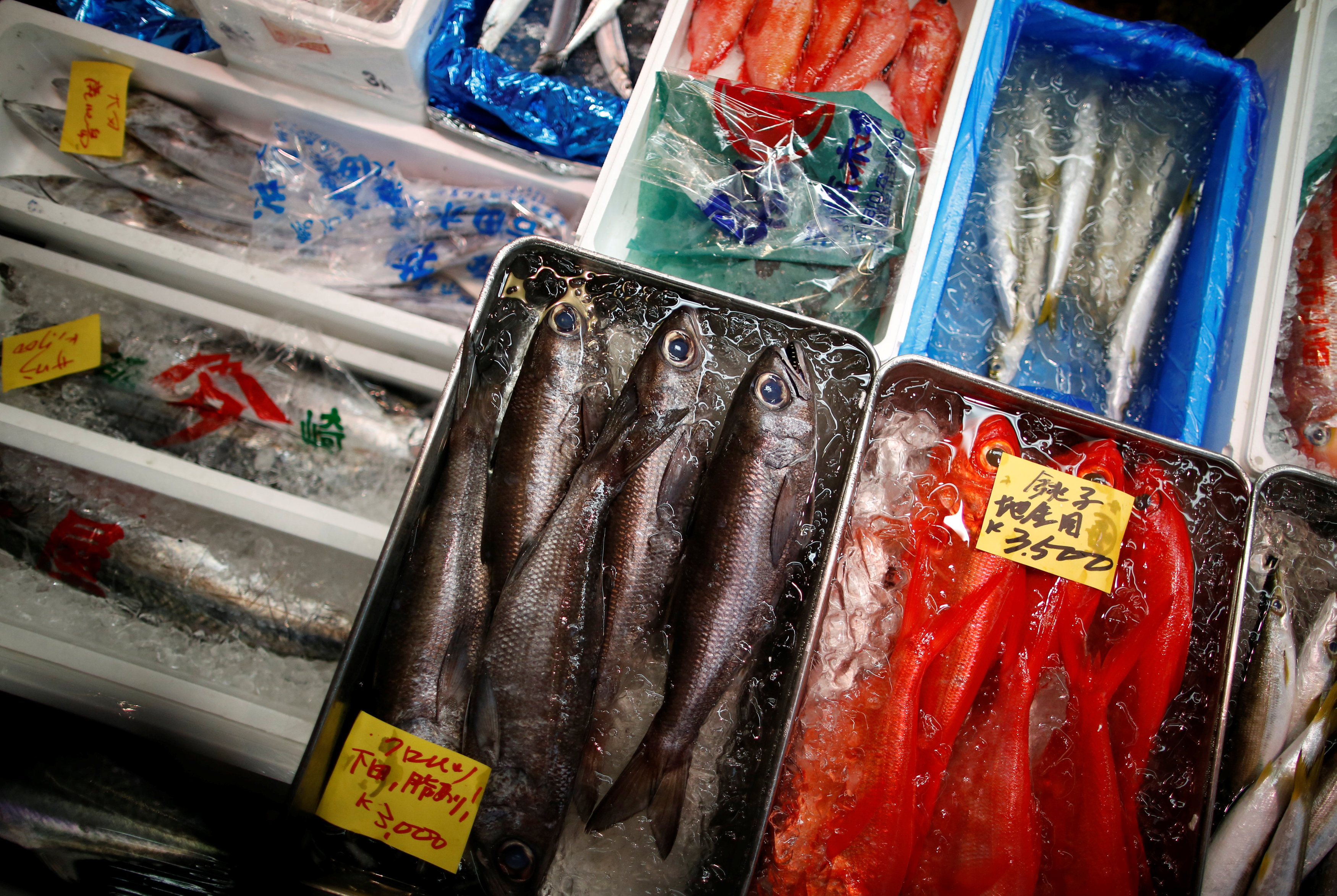 Japon, Tokyo, Marché Aux Poissons De Tsukiji, Vendeur De Couteaux, 1953 - Photo Ancienne